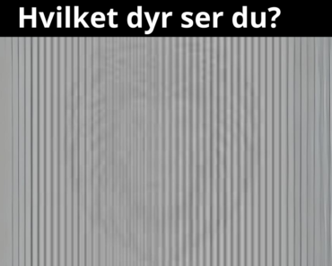 Viral synstest! Hvilket dyr ser du?