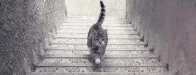 Mysterium avdekket: Beveger katten opp eller ned trappen?
