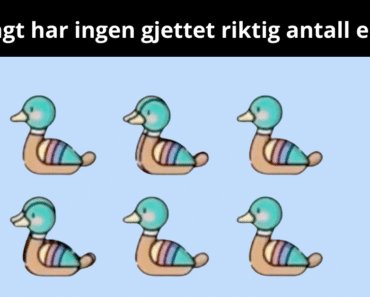 IQ: Så langt har ingen gjettet riktig antall ender..