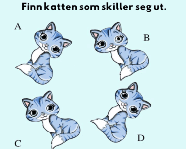 Ser du katten som skiller seg ut innen 7 sekunder?