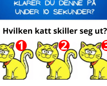 Klarer du denne på under 10 sekunder? Hvilken katt skiller seg ut