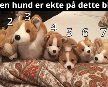 Kan du finne den ekte hunden blant lekene på 12 sekunder?