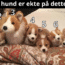 Kan du finne den ekte hunden blant lekene på 12 sekunder?