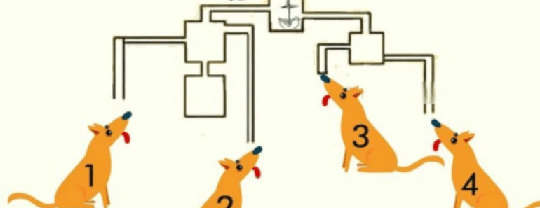 Gjett hvilken hund som drikker først? 🤔 Nesten alle tar feil!