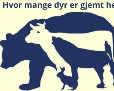 Hvor mange dyr ser du på dette bildet?