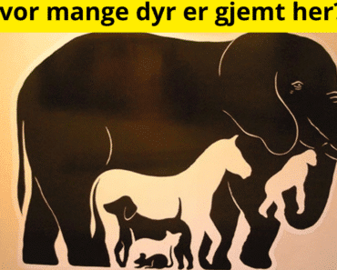 Hvor mange dyr ser du på dette bildet? Kun 6 % kan se mer enn 4 dyr!